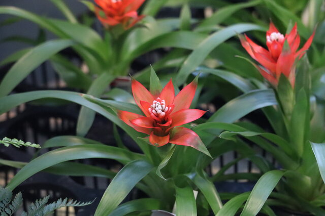 ワンユニットギャザリングを作成 モナガーデン 中西園芸のblog