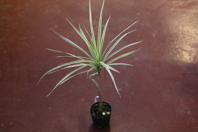 ワンユニットギャザリングを作成 モナガーデン 中西園芸のblog