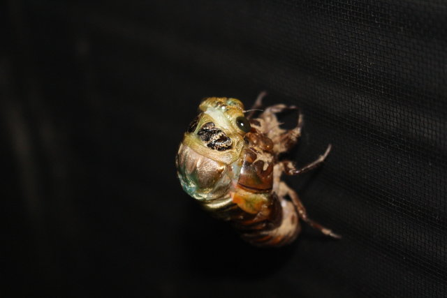 クマセミの羽化に立会 と夏の花 ハマボウ モナガーデン 中西園芸のblog クマセミの羽化に立会 と夏の花 ハマボウ モナガーデン 中西園芸のblog