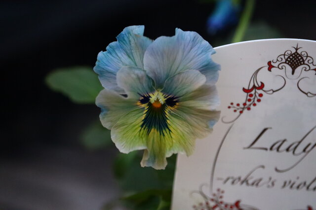 石川さんの気品のあるレディー プチプチミニビオラ モナガーデン 中西園芸のblog