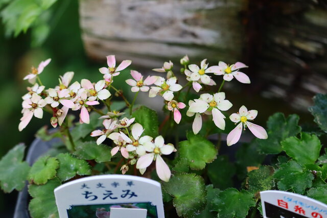 大文字草 秋の山野草でアイタデのプランツギャザリング モナガーデン 中西園芸のblog