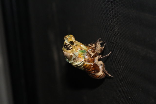 クマセミの羽化に立会 と夏の花 ハマボウ モナガーデン 中西園芸のblog クマセミの羽化に立会 と夏の花 ハマボウ モナガーデン 中西園芸のblog