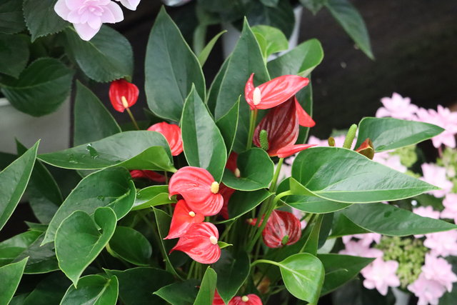 ミニアンスリューム スイートドリーム 癒される色合いで モナガーデン 中西園芸のblog ミニアンスリューム スイートドリーム 癒される色合いで モナガーデン 中西園芸のblog