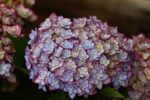 ひなまつりルナ ラグランジァ てまり姫 モナガーデン 中西園芸のblog