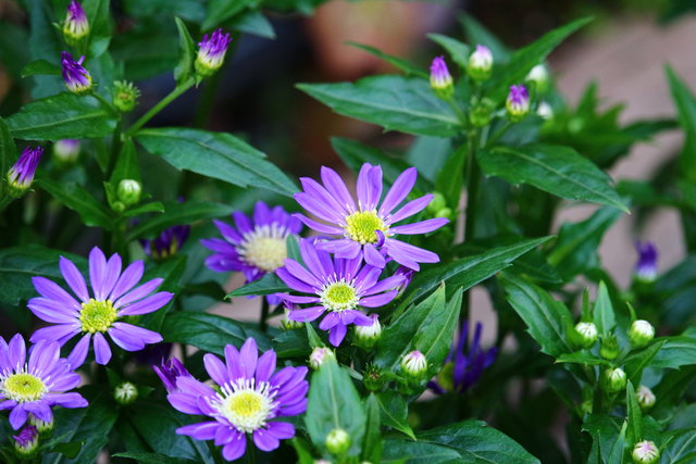 素敵なアスチルベでインフェルノが入荷です モナガーデン 中西園芸のblog