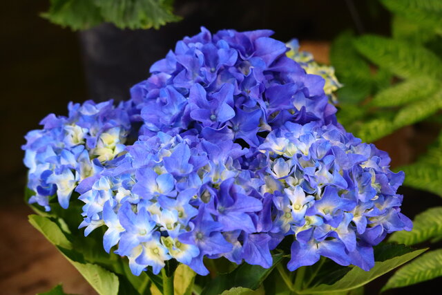 ピンクのアナベル２種 モナガーデン 中西園芸のblog