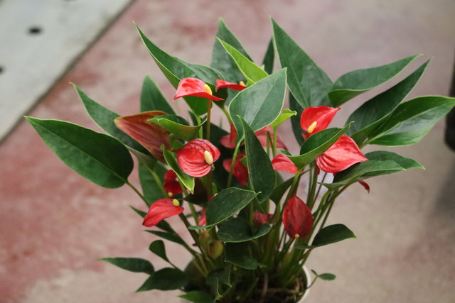 ミニアンスリューム スイートドリーム 癒される色合いで モナガーデン 中西園芸のblog ミニアンスリューム スイートドリーム 癒される色合いで モナガーデン 中西園芸のblog