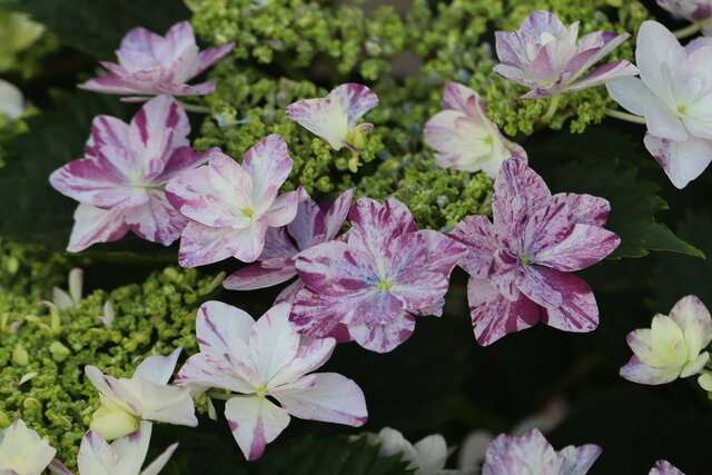 ちょっとこだわりのアジサイが来ましたよ モナガーデン 中西園芸のblog ちょっとこだわりのアジサイが来ましたよ モナガーデン 中西園芸のblog