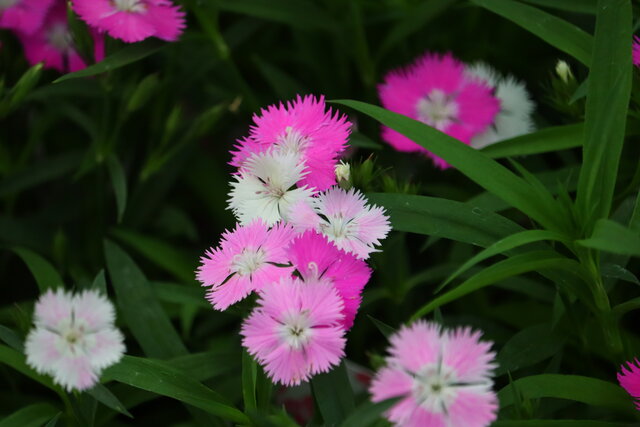 花 モナガーデン 中西園芸のblog