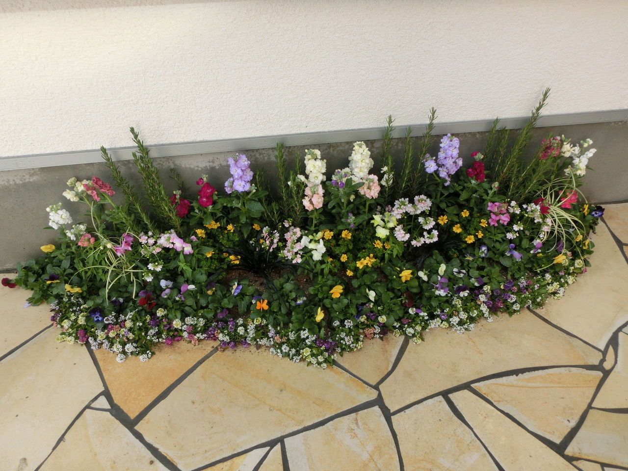 12月23日 寄せ植え ギャザリング モナガーデン 中西園芸のblog 12月23日 寄せ植え ギャザリング モナガーデン 中西園芸のblog