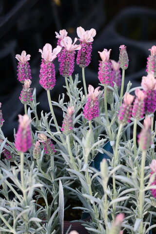 素敵なラベンダー プリンセスゴースト モナガーデン 中西園芸のblog