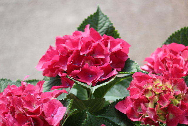 いろんなカラーで モナガーデン 中西園芸のblog いろんなカラーで モナガーデン 中西園芸のblog