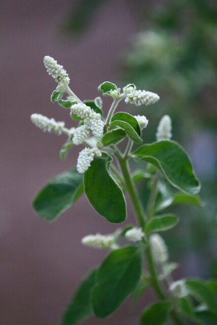 今年も来ましたプラチーナ アエルバ シルバーキャット モナガーデン 中西園芸のblog