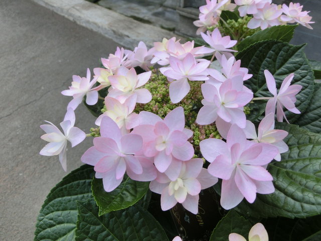 アジサイのティンカーベルやダンスパーティー他とあおき式 モナガーデン 中西園芸のblog