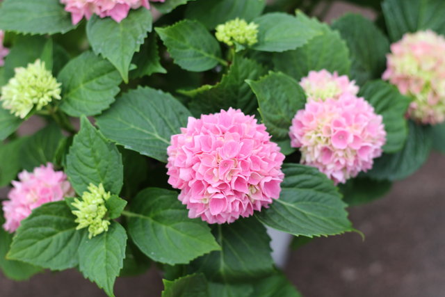 お初のアジサイ茜雲 ギャザリングレッスン モナガーデン 中西園芸のblog