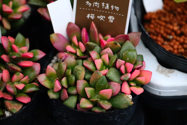 色々多肉が入荷で 亀甲竜も来ましたよ モナガーデン 中西園芸のblog 色々多肉が入荷で 亀甲竜も来ましたよ モナガーデン 中西園芸のblog