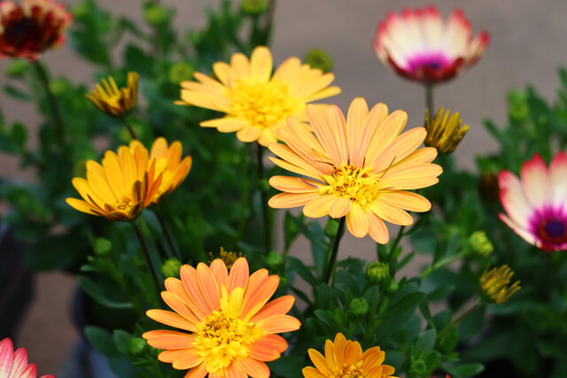 オステオデュオ フォスのリーフレット