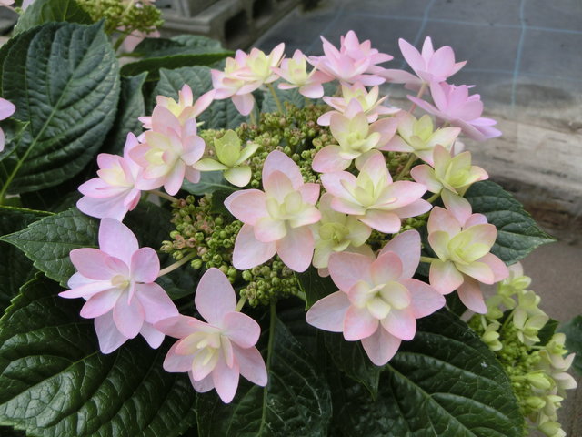 最大の割引 ティンカーベル様専用 紫陽花 カサノバ 大株 asakusa.sub.jp