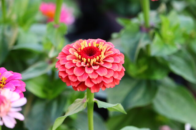 ジニアクイーン モナガーデン 中西園芸のblog ジニアクイーン モナガーデン 中西園芸のblog