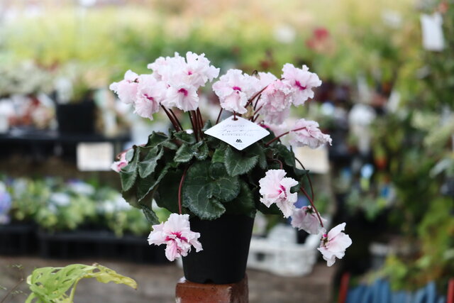 枝垂れシクラメンフローエル&クリスマス用に : モナガーデン_中西園芸