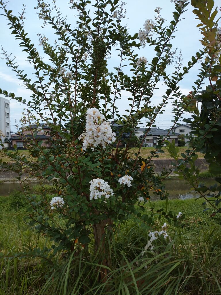 Monakaのお散歩日記