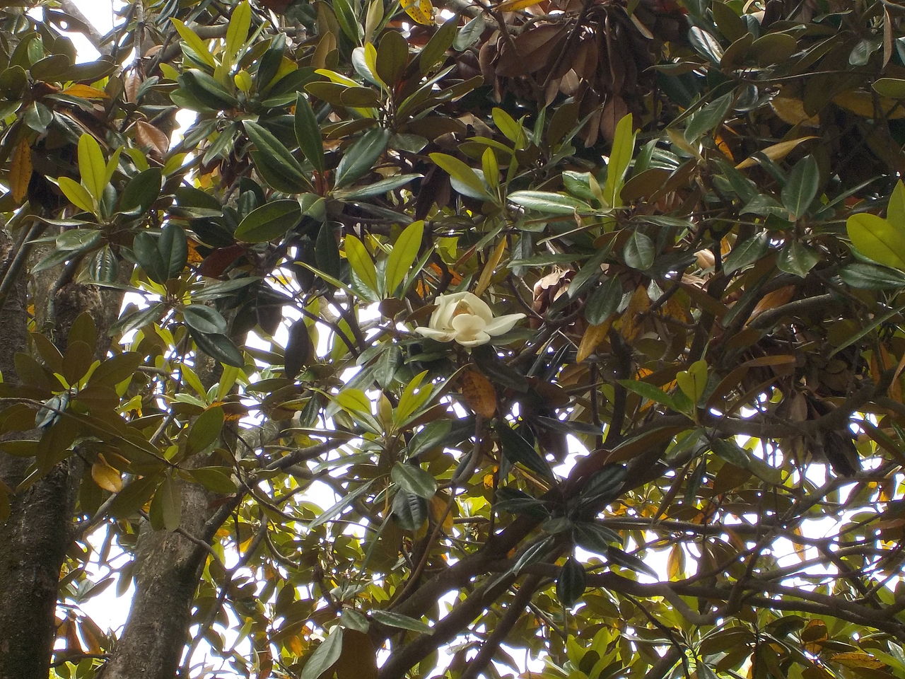 ゴムの木の花改め タイサンボクです Monakaのお散歩日記