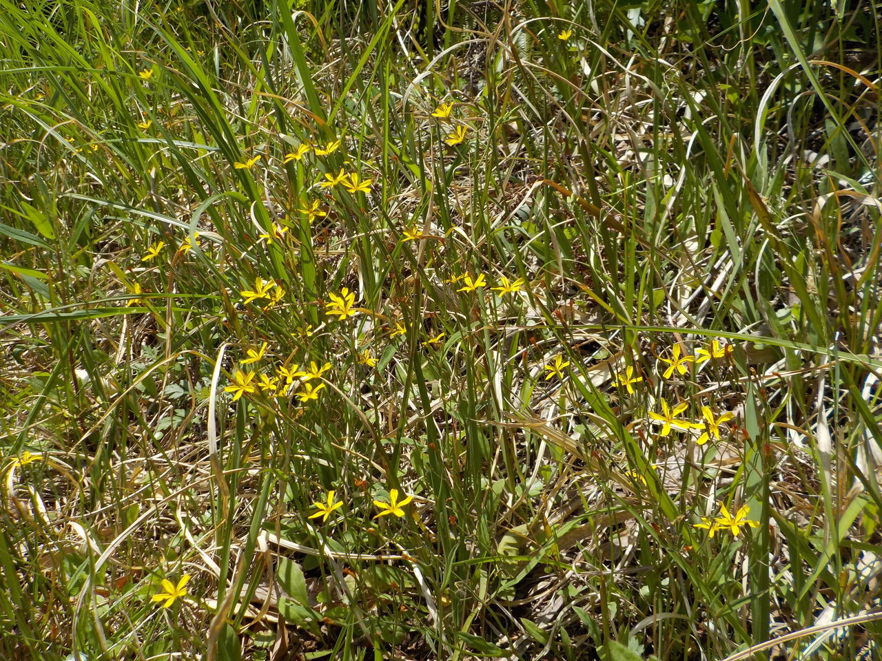 道端の花 Monakaのお散歩日記