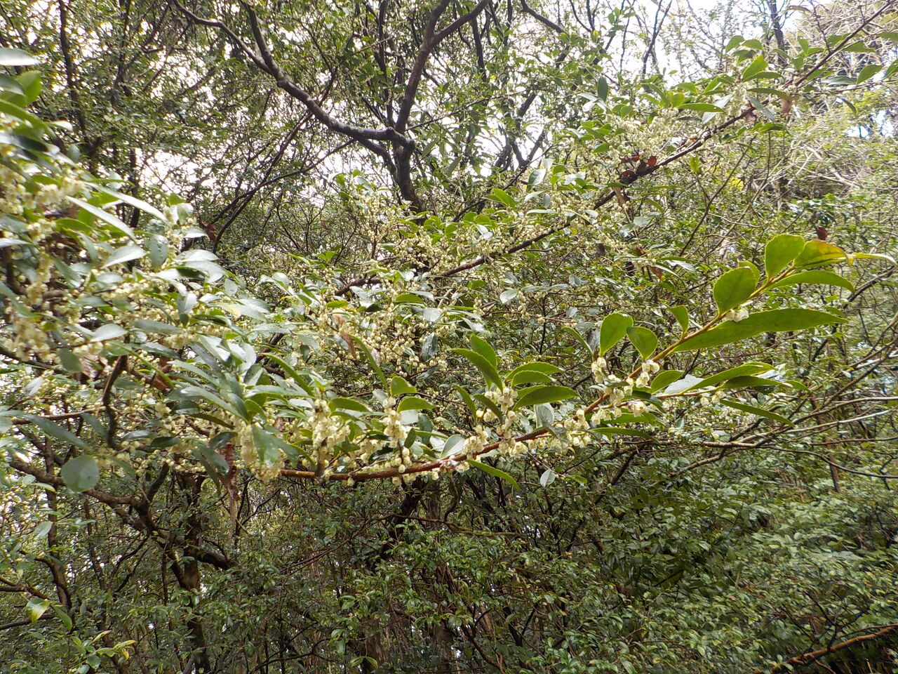 ヒサカキ Monakaのお散歩日記 ヒサカキ Monakaのお散歩日記