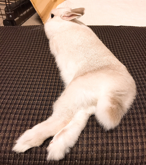 足調子いいです