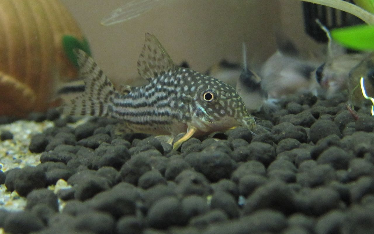 青コリ様の体色が濃くなった あんこと気まぐれ熱帯魚