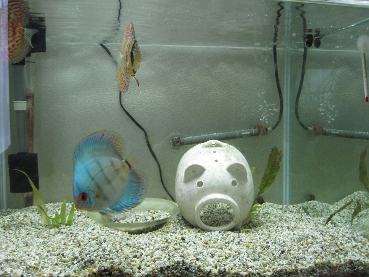 最新な ディスカス ピートもす 魚用品 水草 News Elegantsite Gr