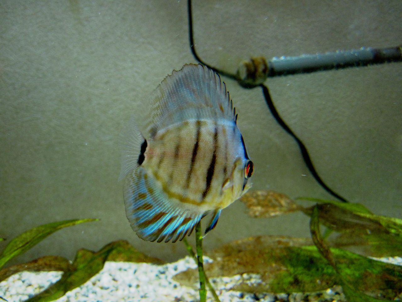 ディスカスの背びれがギザギザになった W あんこと気まぐれ熱帯魚 ディスカスの背びれがギザギザになった W あんこと気まぐれ熱帯魚
