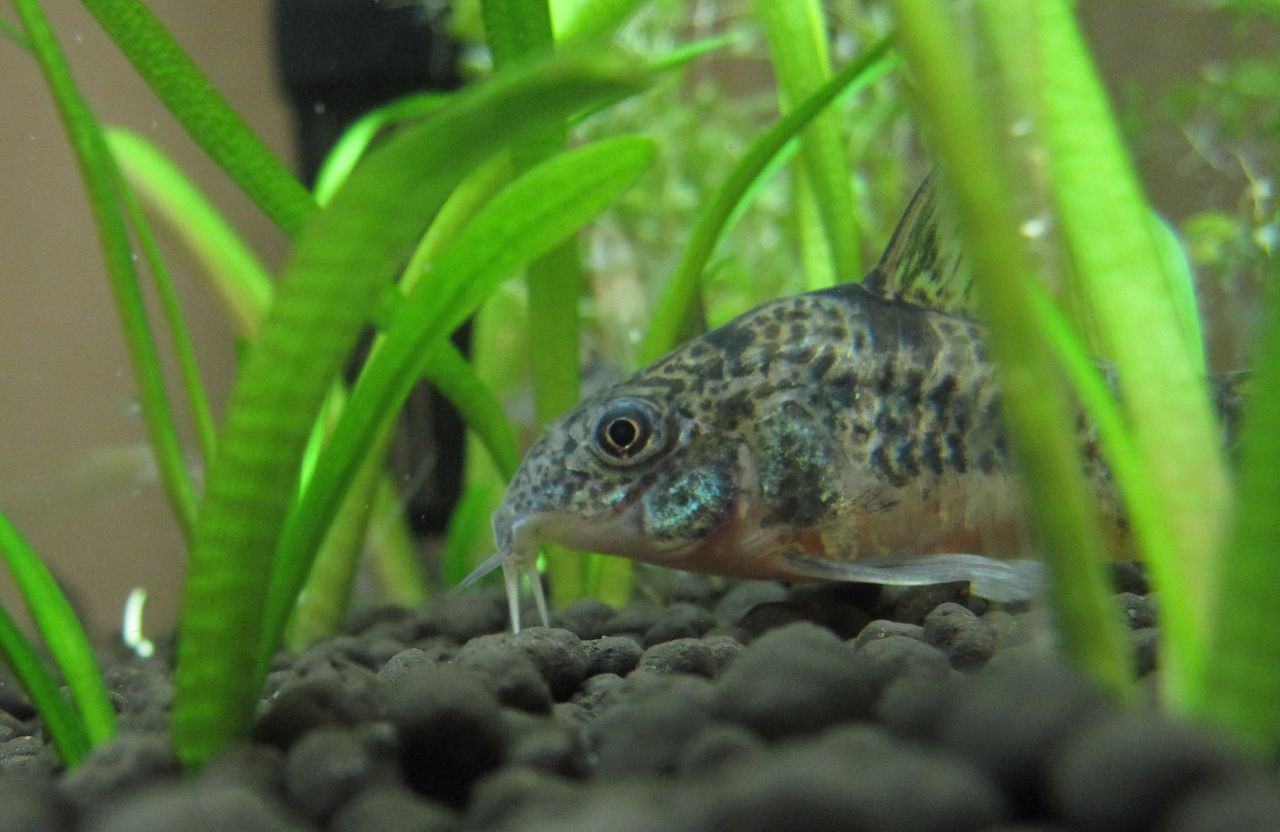 青コリ様の体色が濃くなった あんこと気まぐれ熱帯魚 青コリ様の体色が濃くなった あんこと気まぐれ熱帯魚