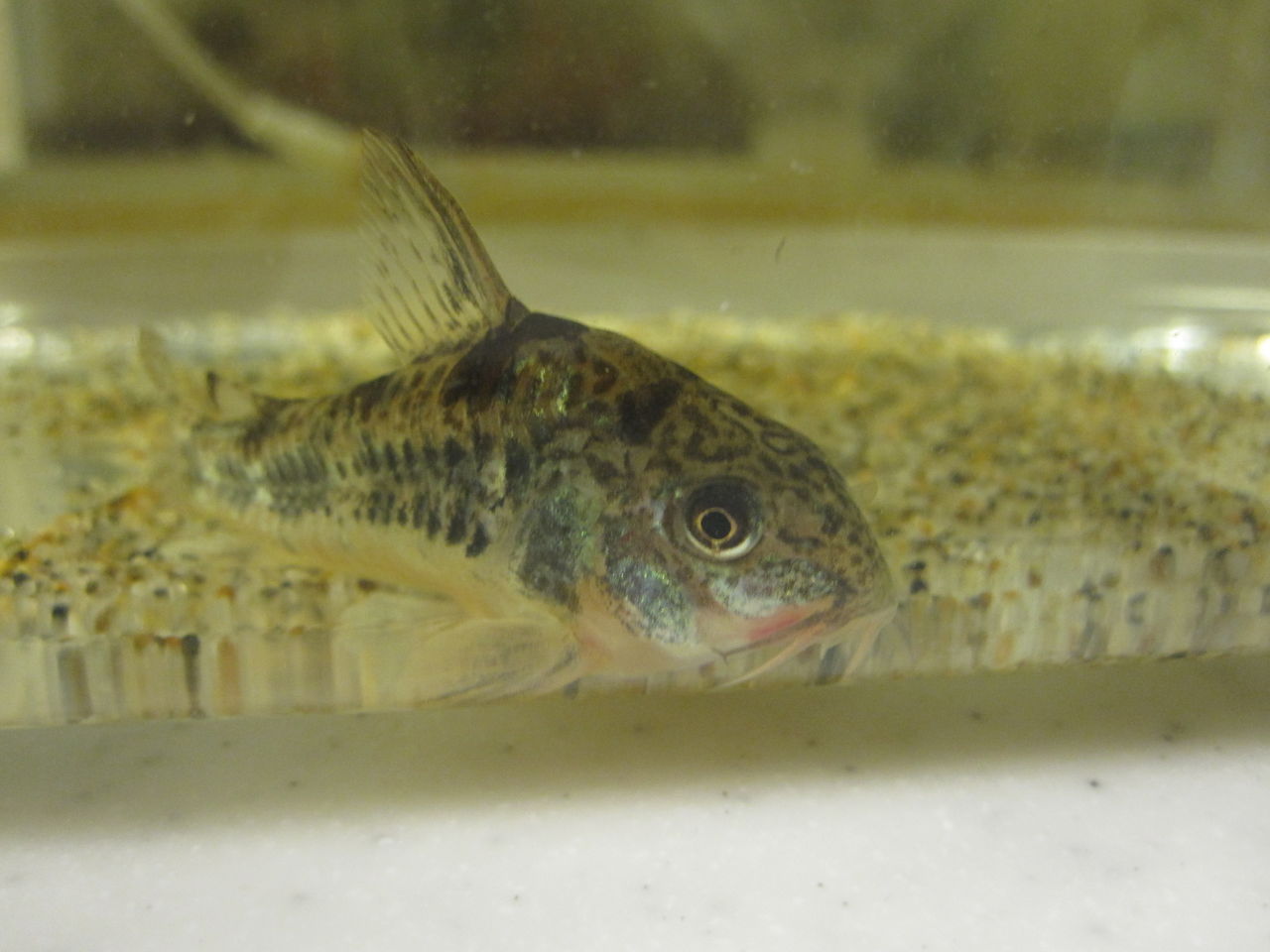 今度は青コリ様がエロモナスっぽい あんこと気まぐれ熱帯魚 今度は青コリ様がエロモナスっぽい あんこと気まぐれ熱帯魚