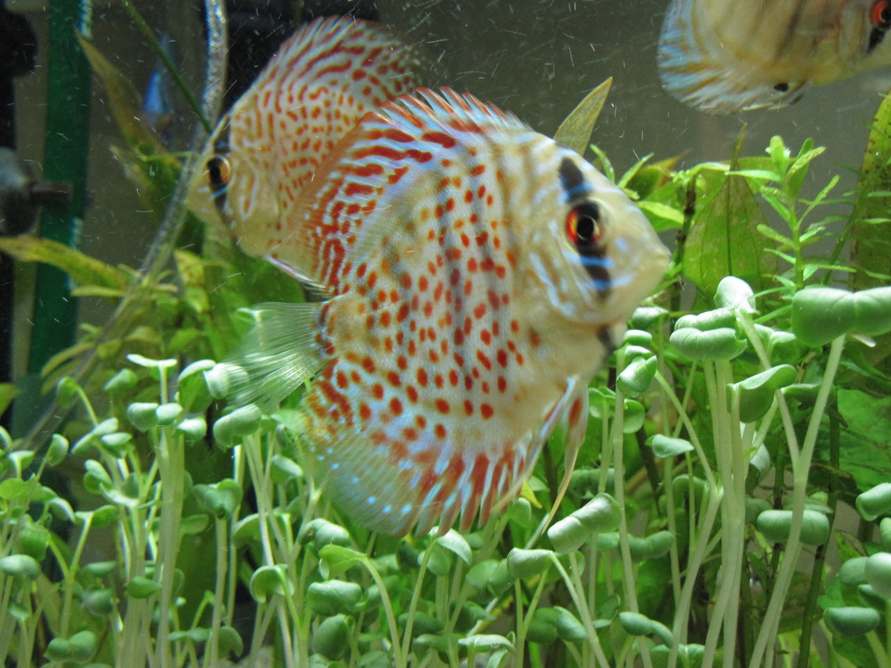 あんこと気まぐれ熱帯魚 熱帯魚 あんこと気まぐれ熱帯魚 熱帯魚