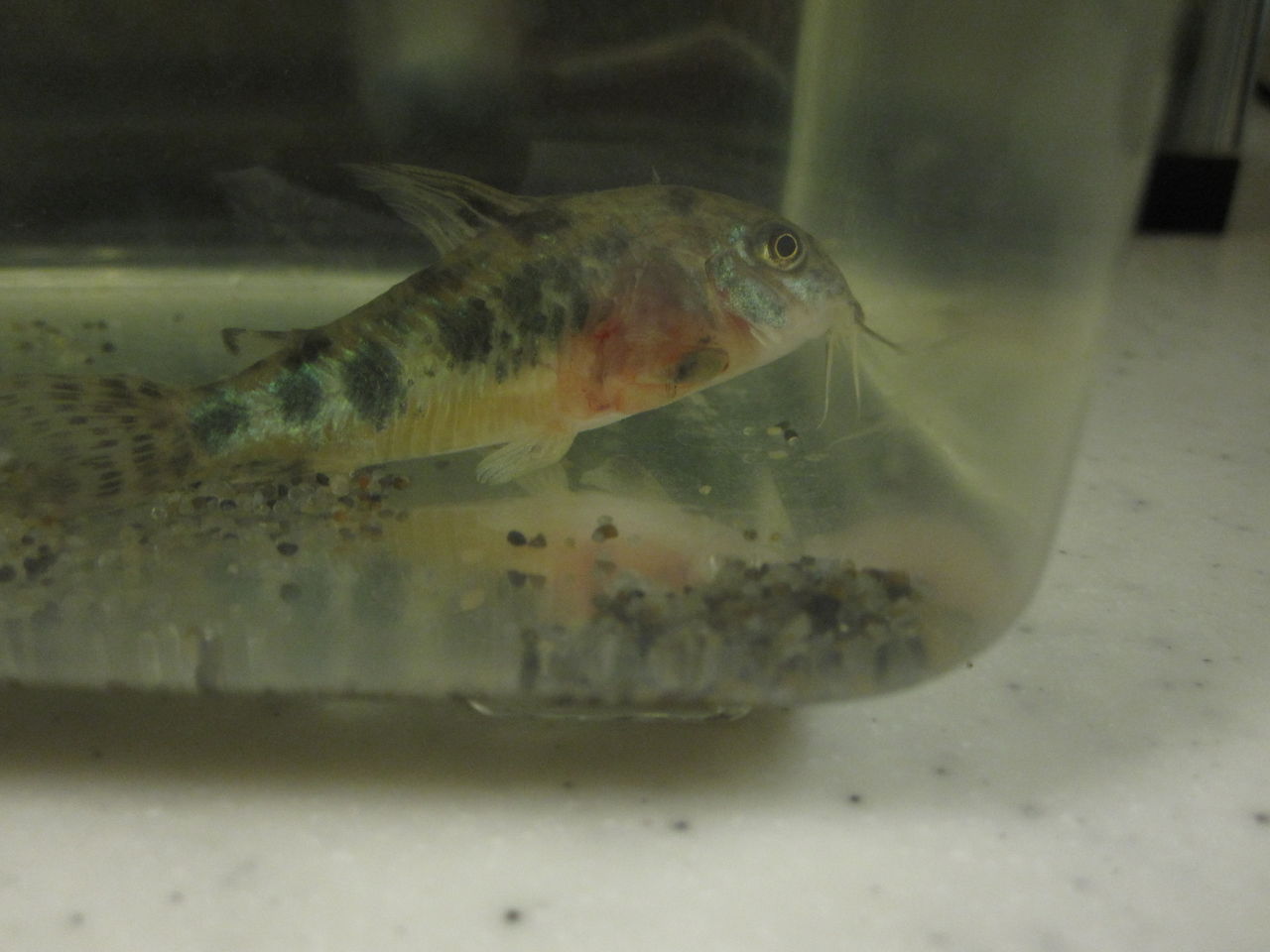 調子のいいコリ水槽だけど 青コリ微妙 あんこと気まぐれ熱帯魚 調子のいいコリ水槽だけど 青コリ微妙 あんこと気まぐれ熱帯魚