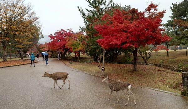 221114nara111