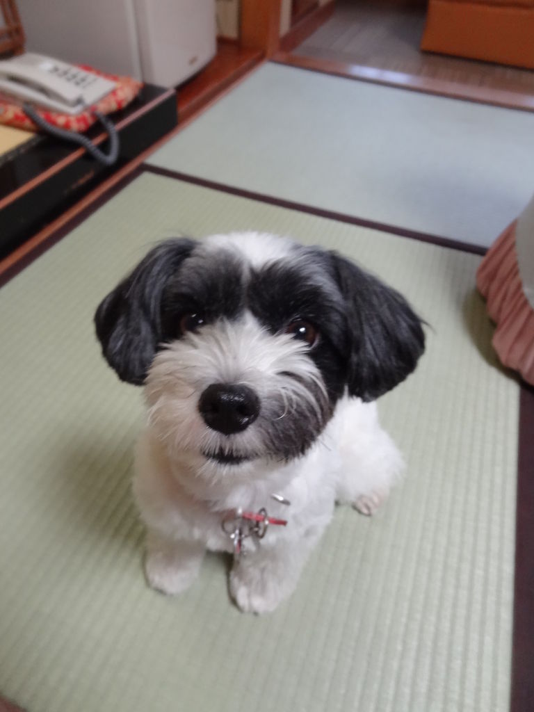 フェリスちゃん便り 預かり日記 保護犬を託すまで