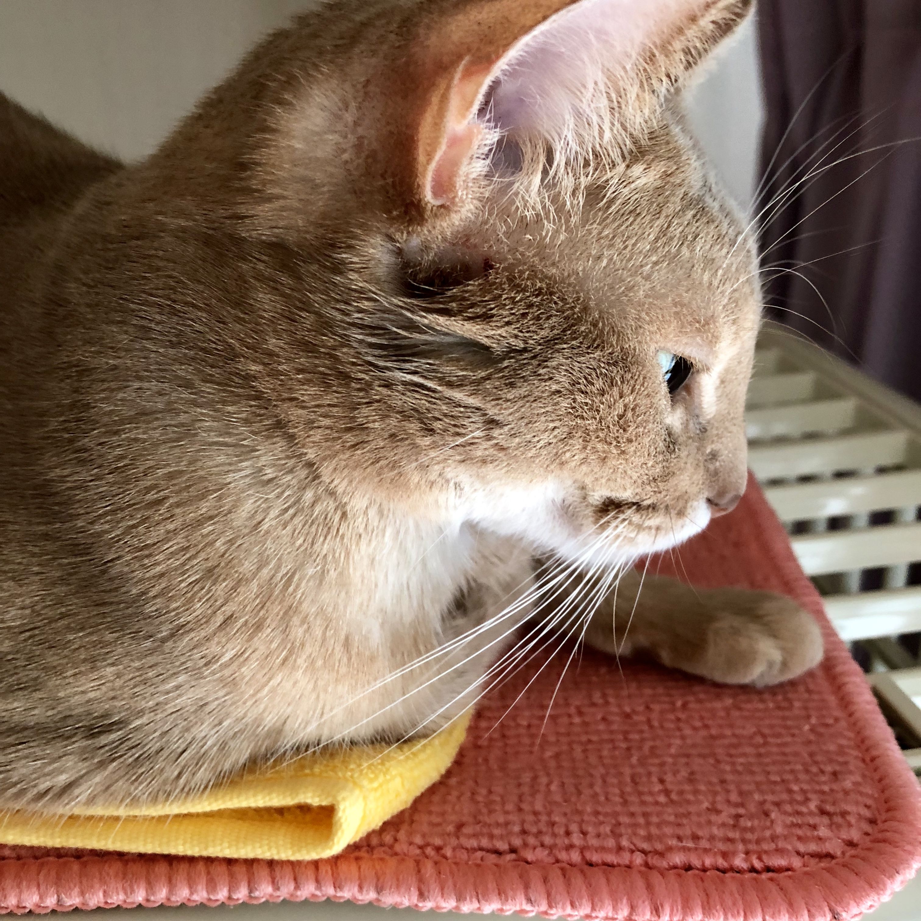 モナ皮膚疾患の症状と写真 猫耳にゃんころぽん