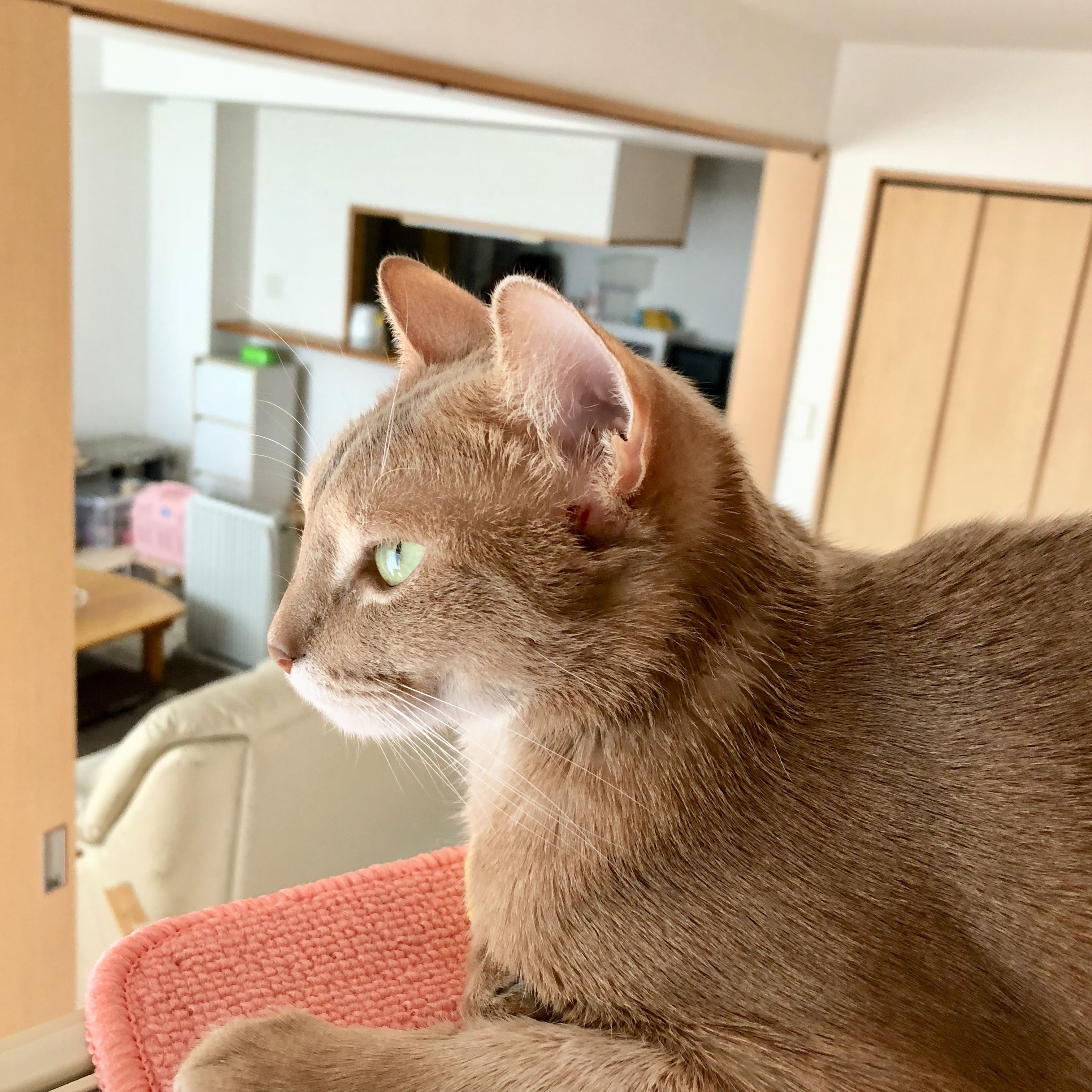 モナ皮膚疾患の症状と写真 猫耳にゃんころぽん