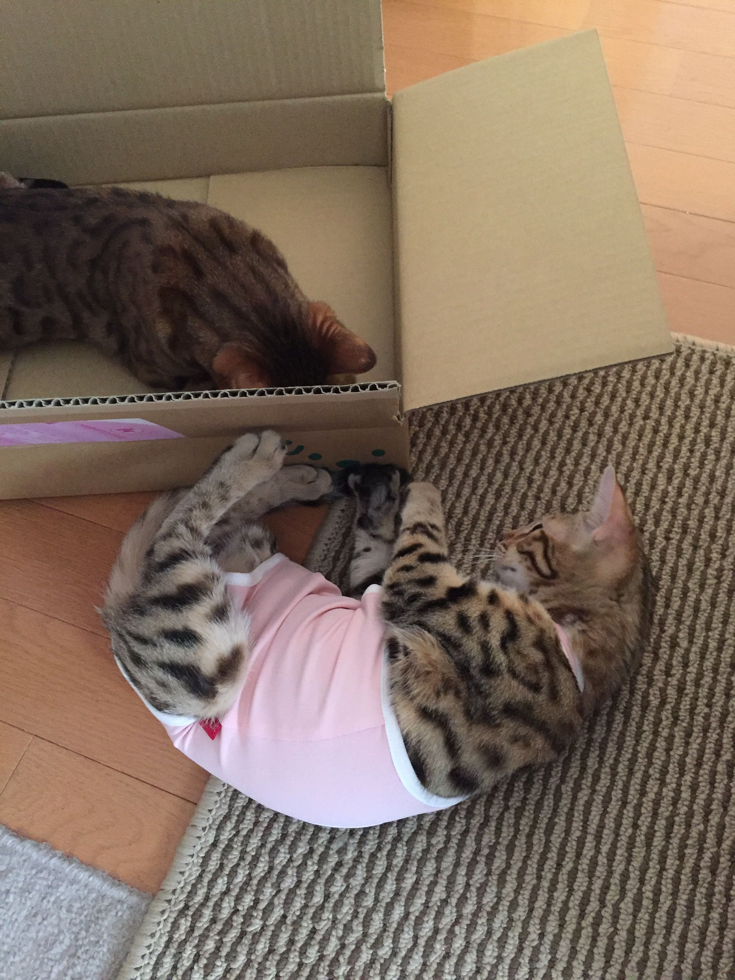 避妊手術を控え猫の術後服 猫耳にゃんころぽん 避妊手術を控え猫の術後服 猫耳にゃんころぽん
