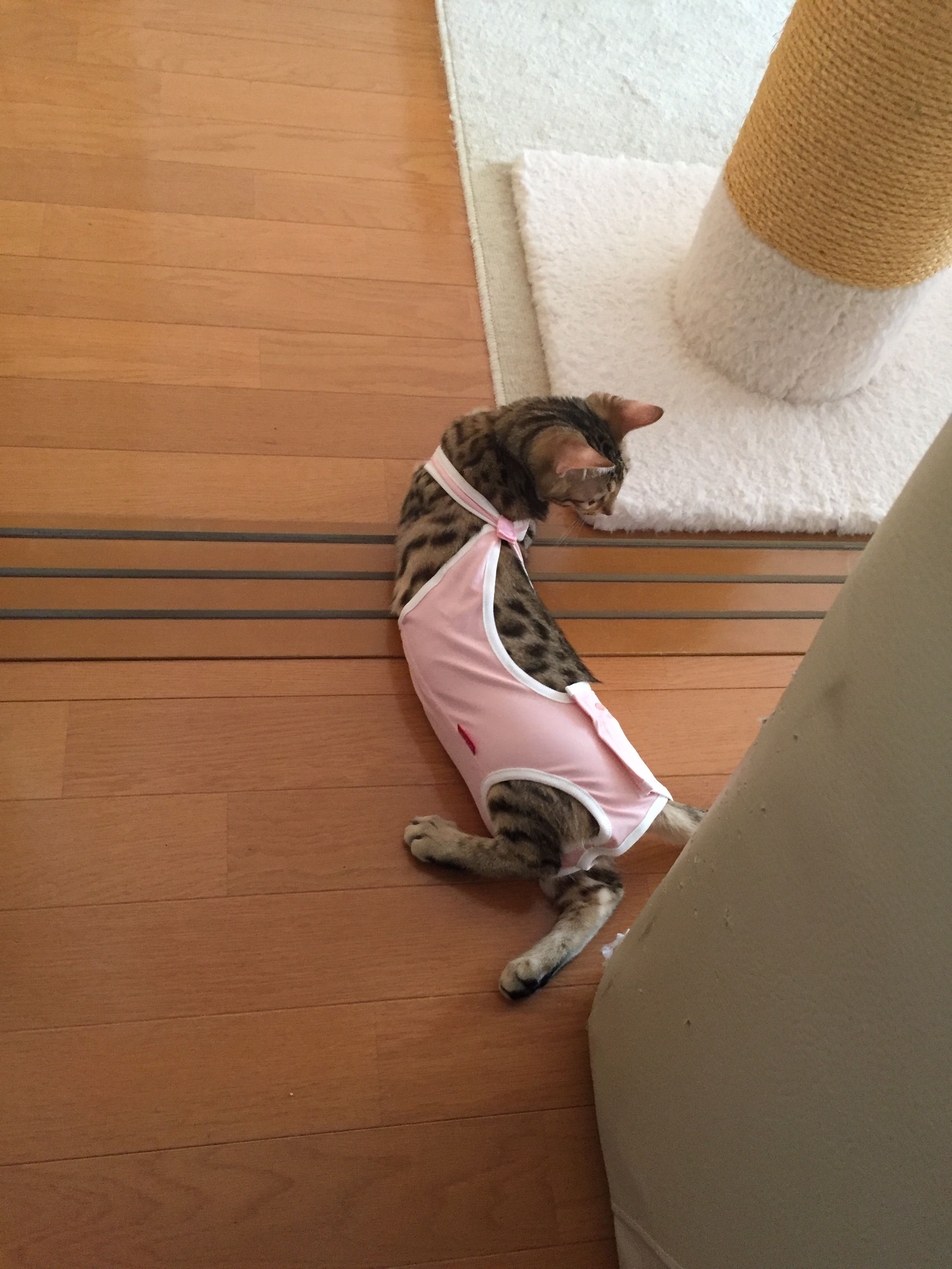 避妊手術を控え猫の術後服 猫耳にゃんころぽん 避妊手術を控え猫の術後服 猫耳にゃんころぽん