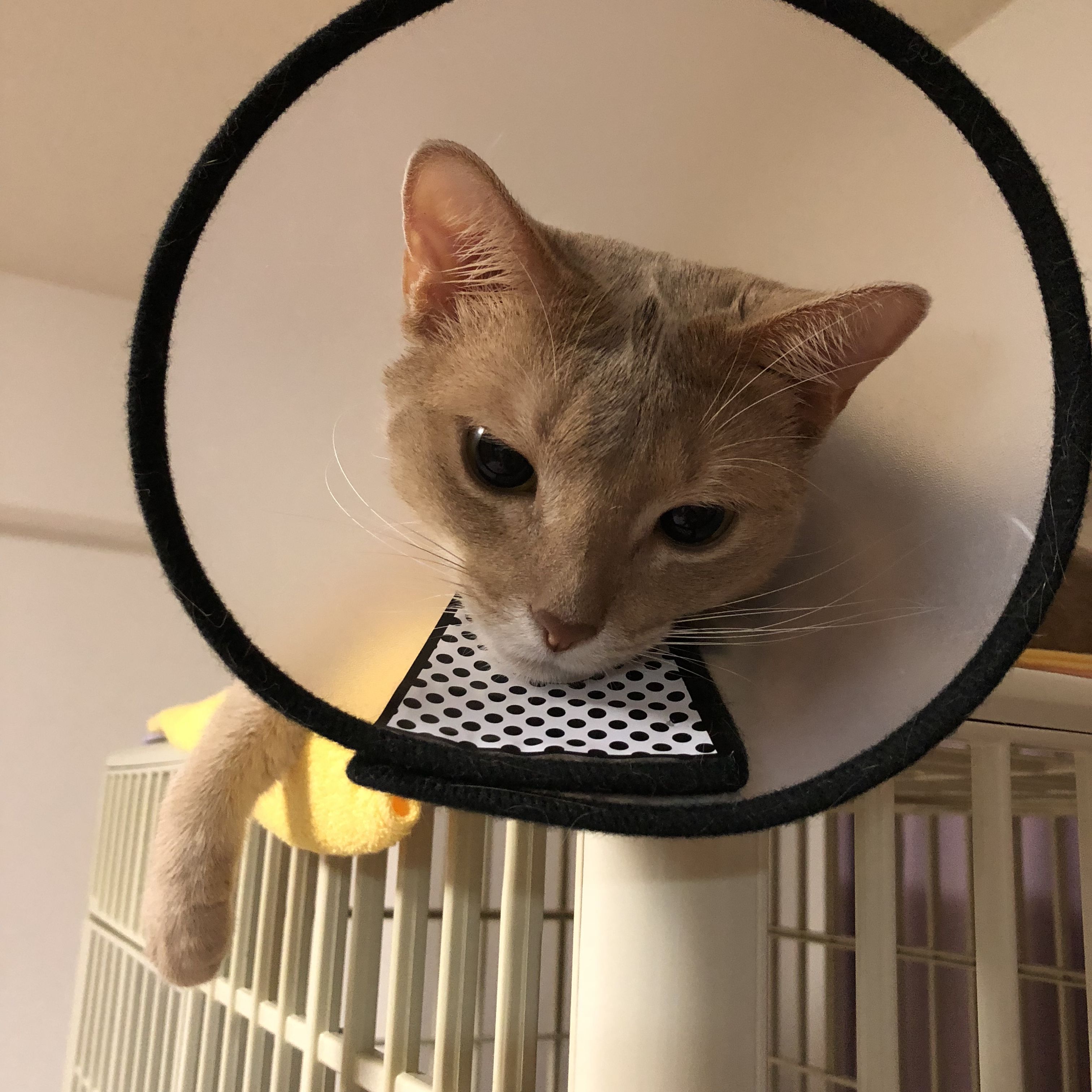 モナ皮膚疾患の症状と写真 猫耳にゃんころぽん