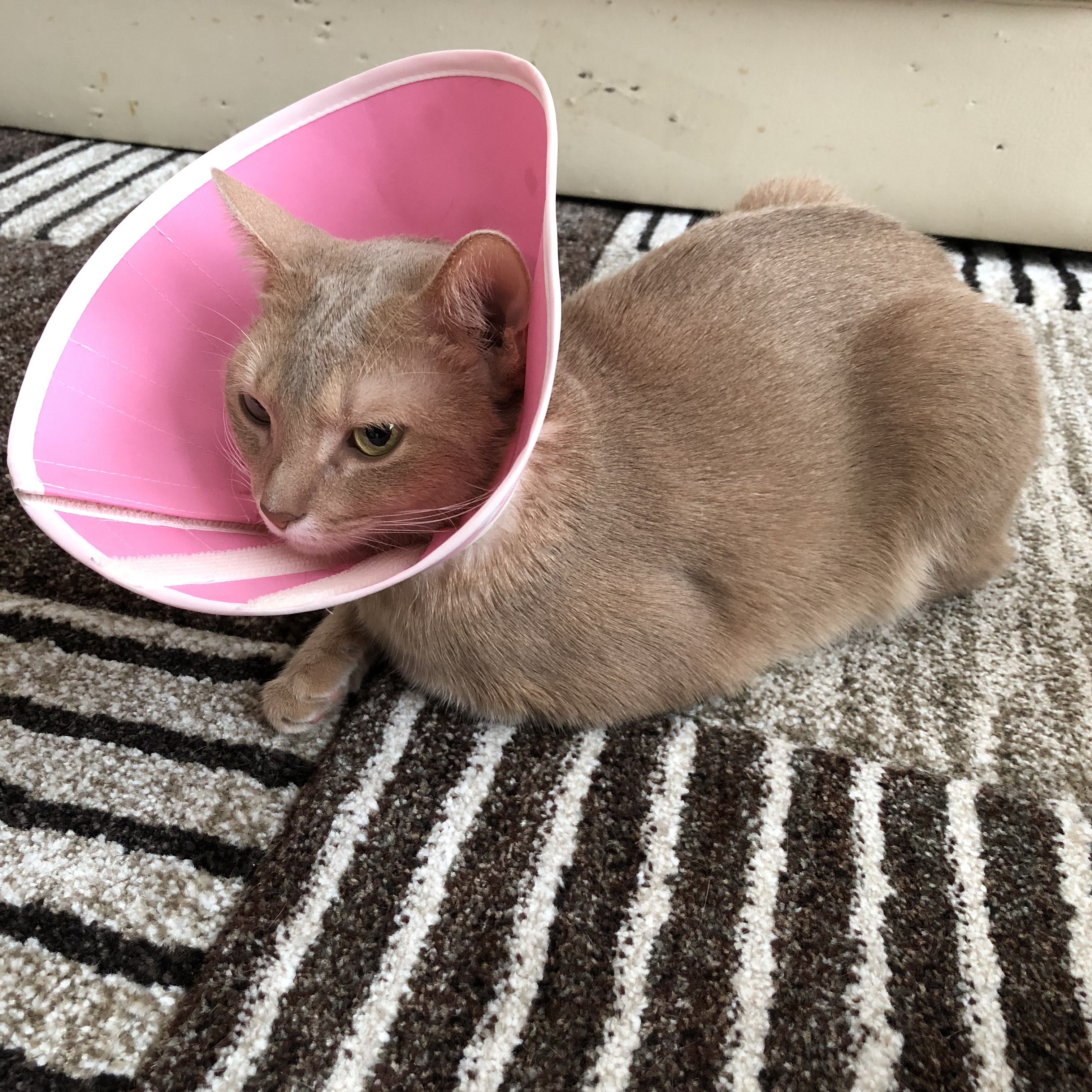 猫耳にゃんころぽん