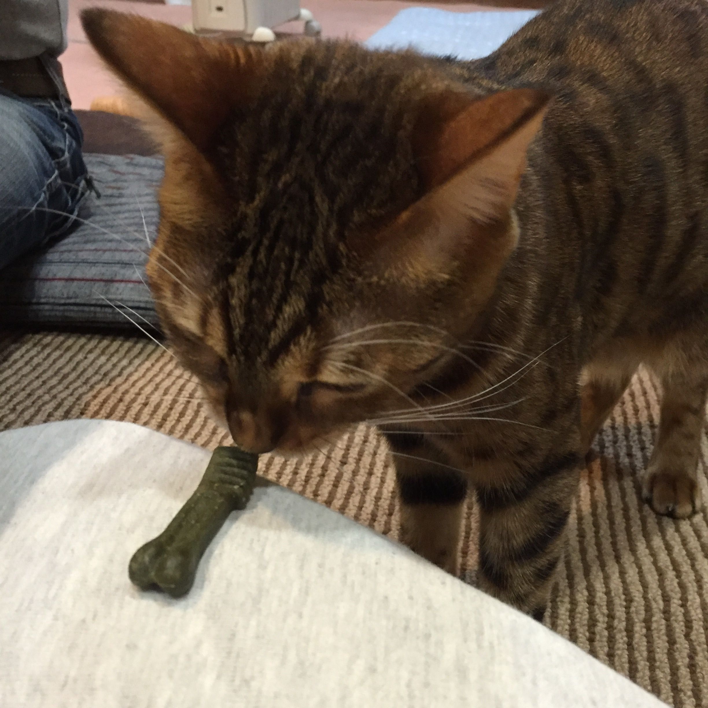 噛みグセある猫に犬用グリニーズお試し 猫耳にゃんころぽん