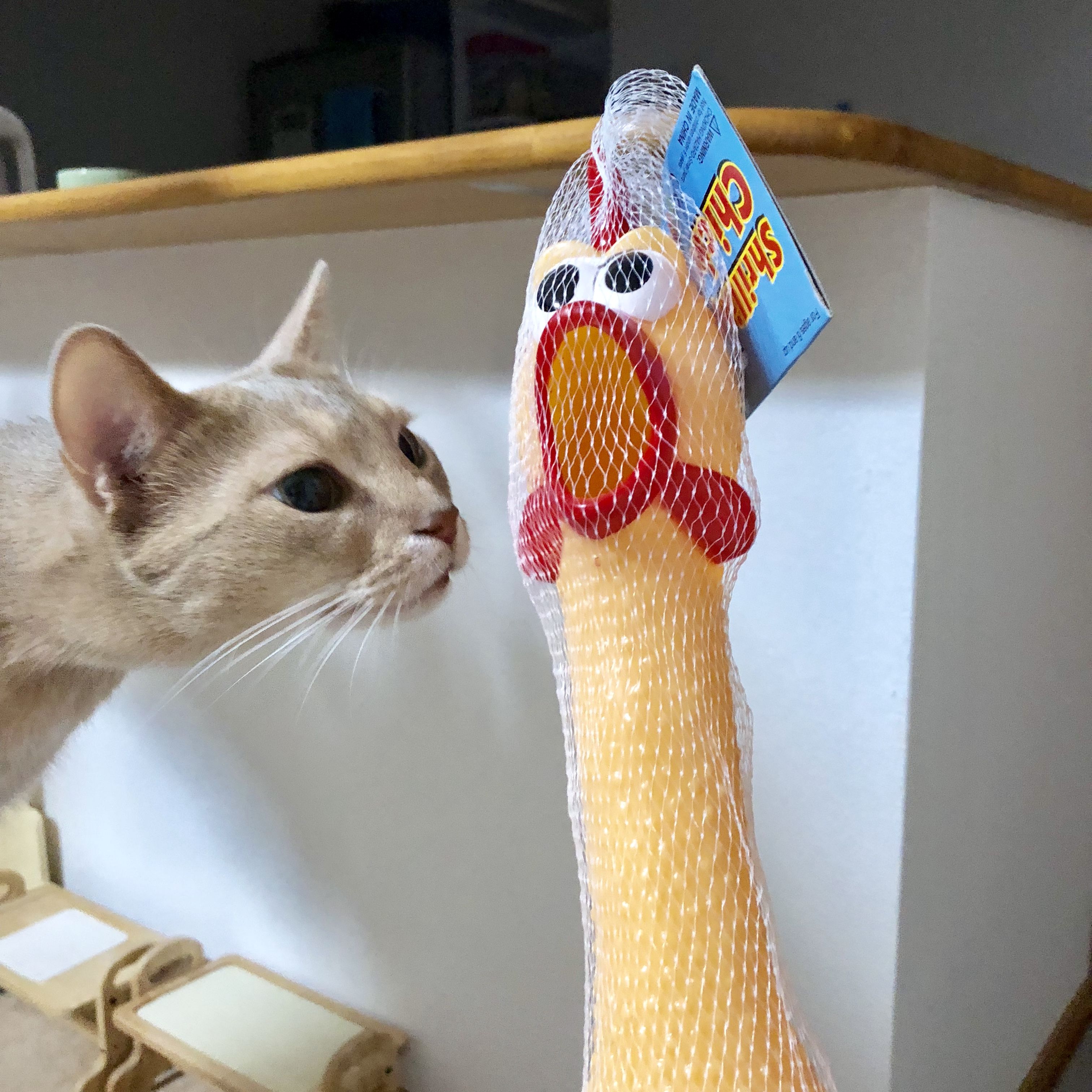 チキンラバーテストのチキンさん 猫耳にゃんころぽん チキンラバーテストのチキンさん 猫耳にゃんころぽん