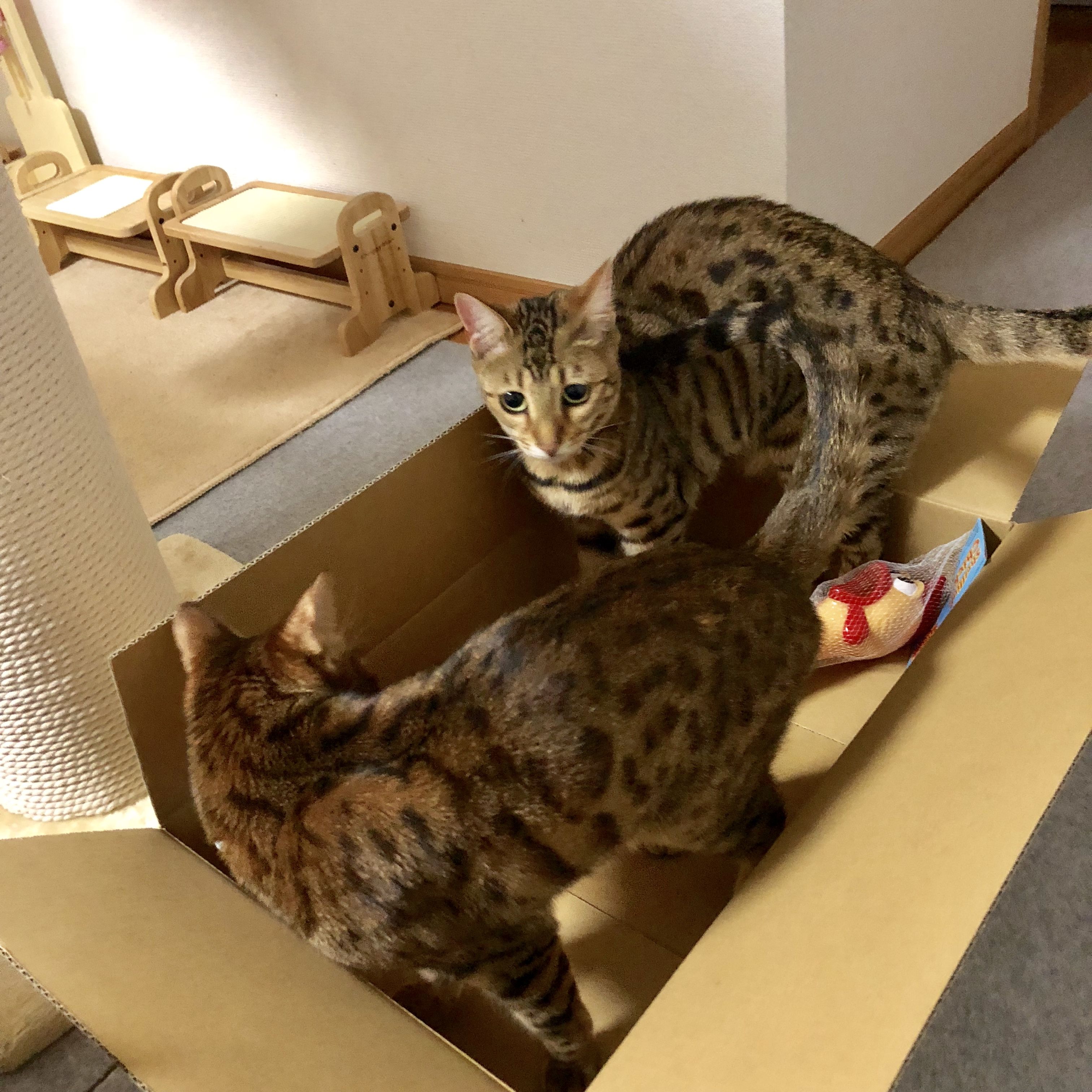 チキンラバーテストのチキンさん 猫耳にゃんころぽん