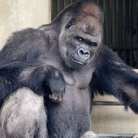 もんちゃんのコミュ力上昇ブログ 番外編 イケメンな動物たち もんちゃんのコミュ力上昇ブログ 番外編 イケメンな動物たち