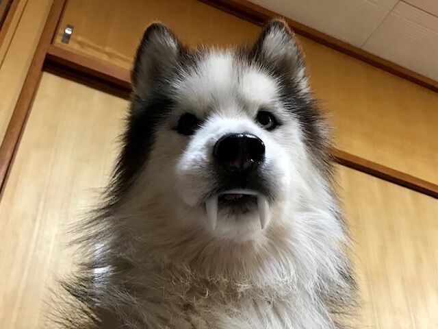 チョビ ちょびっとブログ チョビ ちょびっとブログ