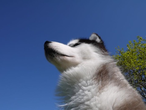 空チョビ